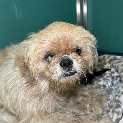 GOOBER, an adoptable Maltese in San Antonio, TX