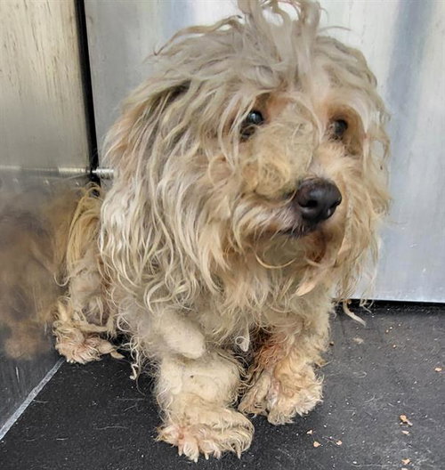 DOUGLAS, an adoptable Maltese in San Antonio, TX