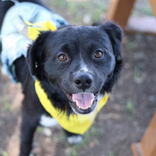 MIDNIGHT, an adoptable Cocker Spaniel in San Antonio, TX