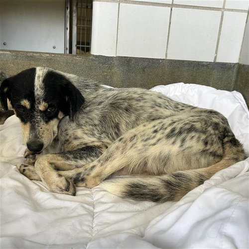 SPUNKY - Australian Cattle Dog/Blue Heeler available for adoption