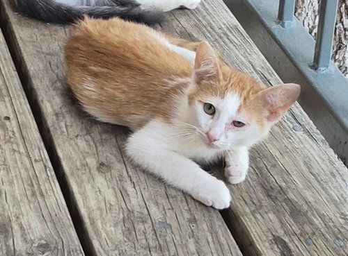 PAULIE - Domestic Short Hair available for adoption