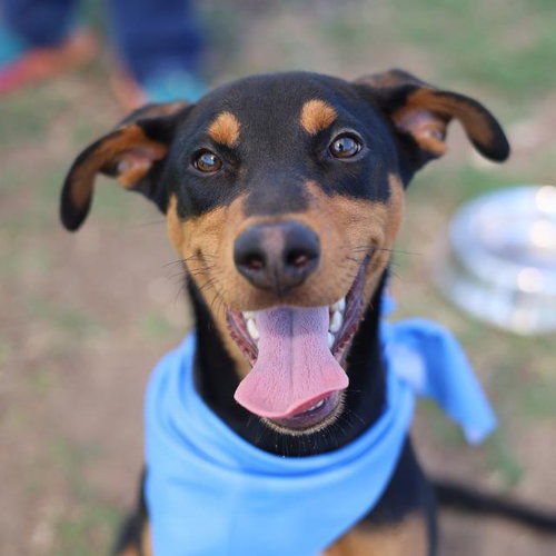 CHICAGO, an adoptable Doberman Pinscher in San Antonio, TX