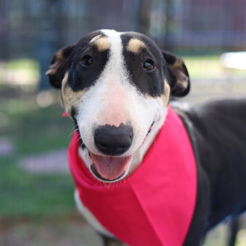 STELLA, an adoptable Bull Terrier in San Antonio, TX