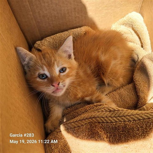 WESTON, an adoptable Domestic Short Hair in San Antonio, TX