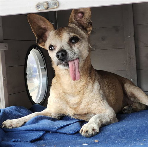 HERBIE, an adoptable Chihuahua in San Antonio, TX