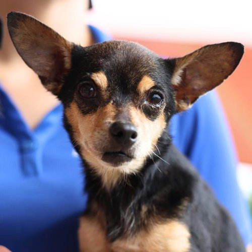 A808785, an adoptable Chihuahua in San Antonio, TX