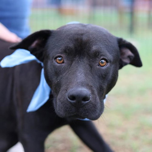 PERITA, an adoptable American Staffordshire Terrier in San Antonio, TX
