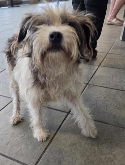A696811, an adoptable Terrier in San Antonio, TX