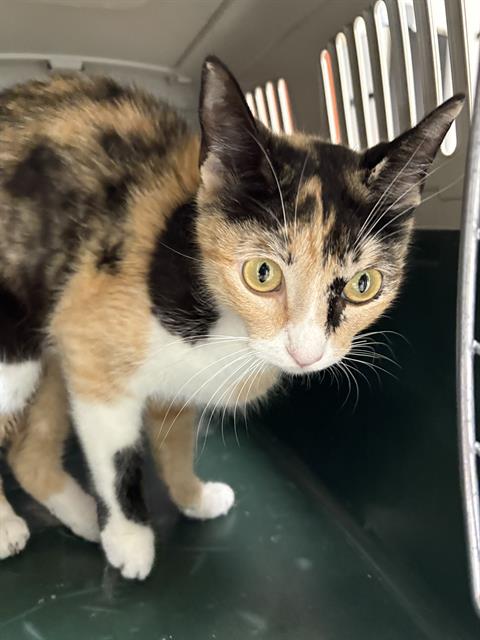 PARIS, an adoptable Domestic Short Hair in San Antonio, TX