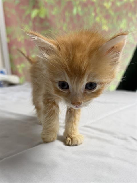 SAND DOLLAR, an adoptable Domestic Short Hair in San Antonio, TX