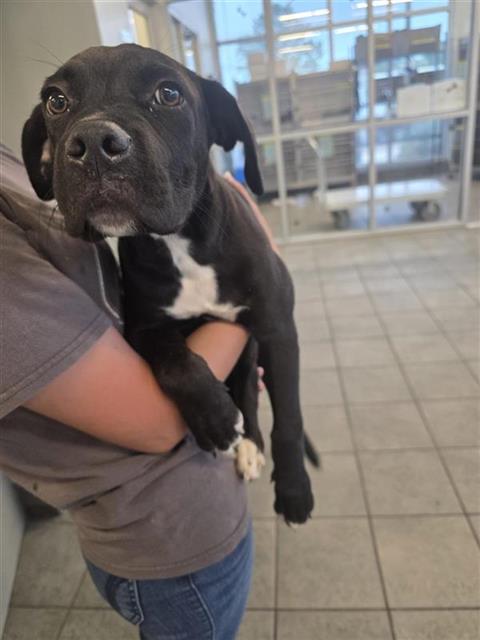 DAN, an adoptable Great Dane in San Antonio, TX