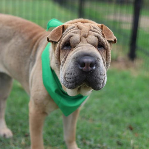 A809001, an adoptable Chinese Shar-Pei in San Antonio, TX