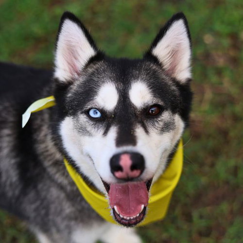 GEMINI