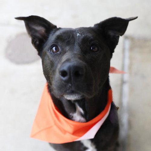 RIO - Labrador Retriever available for adoption