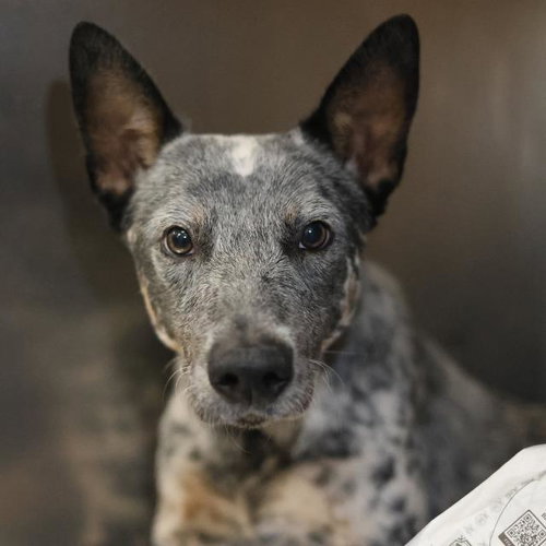 BENNY, an adoptable Australian Cattle Dog in San Antonio, TX