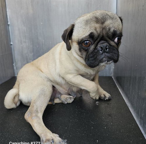 JELLYBEAN, an adoptable Pug in San Antonio, TX