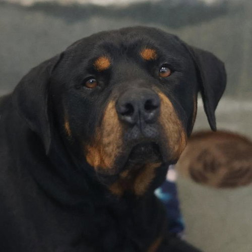 SAMSON
