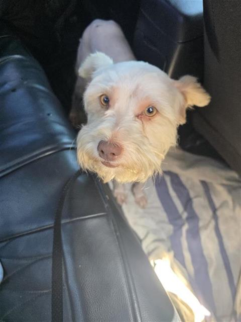 HARVEY
