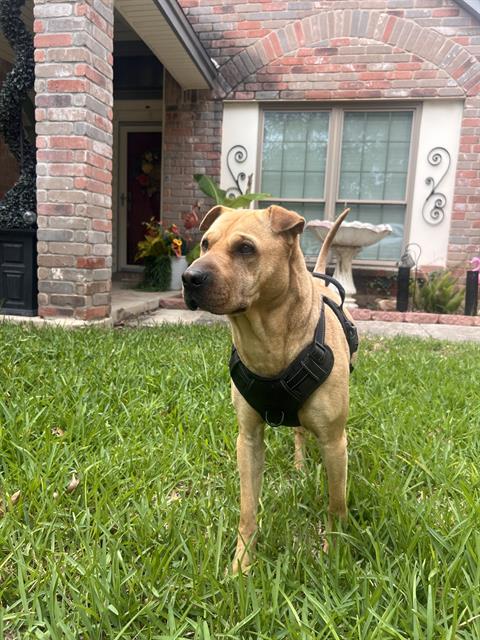 ROCKY, an adoptable Chinese Shar-Pei in San Antonio, TX