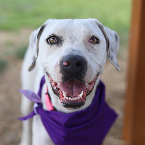 DAPHNE