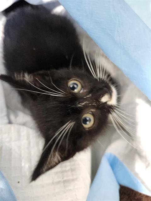 TUX