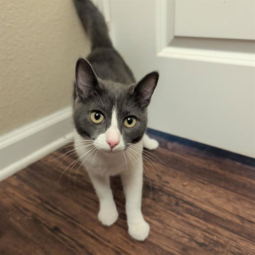 SAMSON, Young Domestic Short Hair (medium coat), cat for adoption in San Antonio, Texas