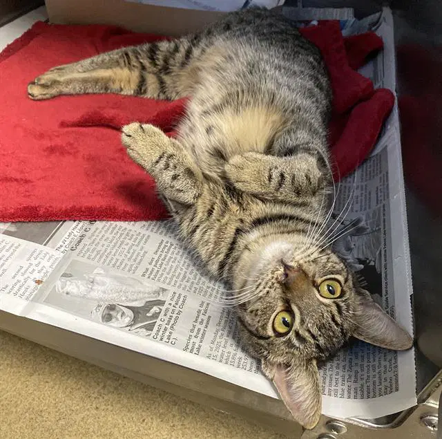 Fiona - Domestic Short Hair
