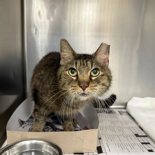 NAPOLEAN, Adult Domestic Short Hair (medium coat), cat for adoption in San Antonio, Texas