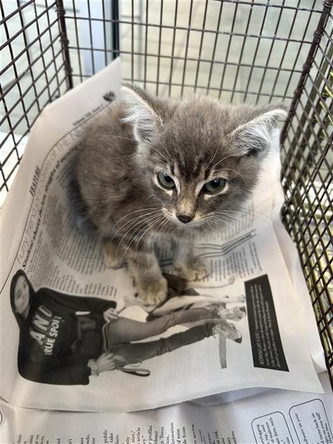 MICKY, Baby Domestic Short Hair (medium coat), cat for adoption in San Antonio, Texas