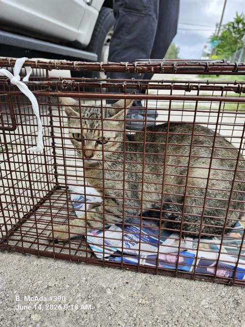 SASSY, Young Domestic Short Hair (medium coat), cat for adoption in San Antonio, Texas