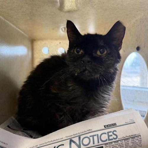 ARAGORN, Young Domestic Short Hair (medium coat), cat for adoption in San Antonio, Texas