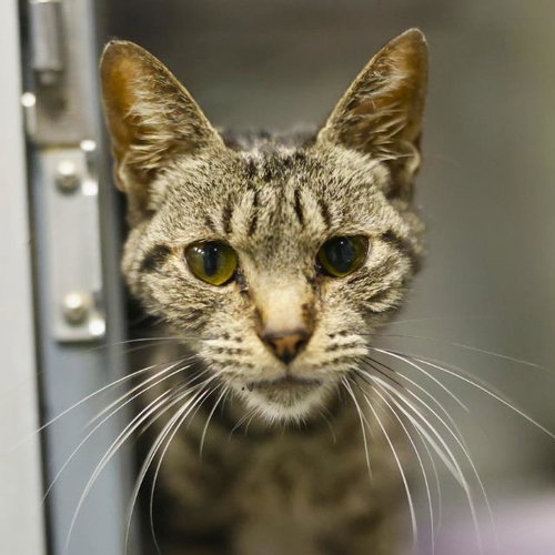 COVE, Adult Domestic Short Hair (medium coat), cat for adoption in San Antonio, Texas