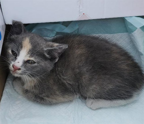 FROSTY, Baby Domestic Short Hair (medium coat), cat for adoption in San Antonio, Texas