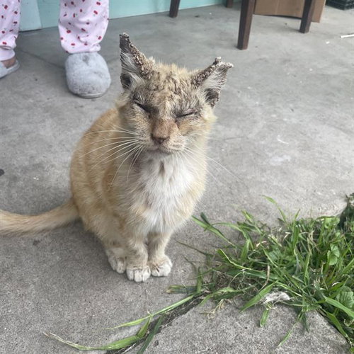 MASTER SPLINTER