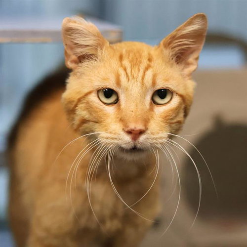 CLEMENTINE, Adult Domestic Short Hair (medium coat), cat for adoption in San Antonio, Texas