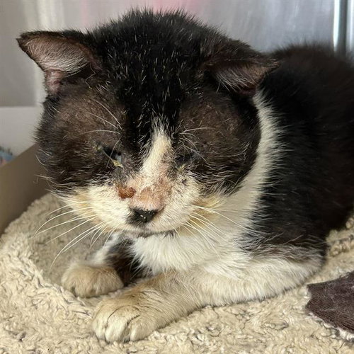 GATITO, Senior Domestic Short Hair (medium coat), cat for adoption in San Antonio, Texas