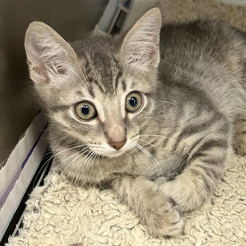 CRAIG, Baby Domestic Short Hair (medium coat), cat for adoption in San Antonio, Texas