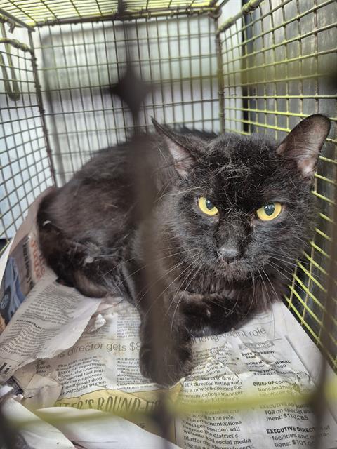 JACK, Adult Domestic Medium Hair (medium coat), cat for adoption in San Antonio, Texas