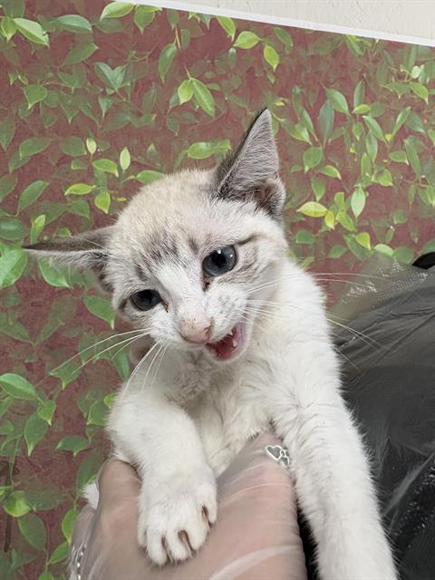 KITTY