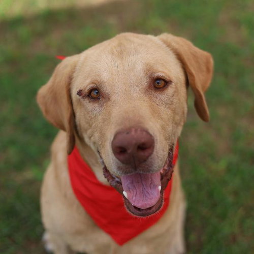 SAM