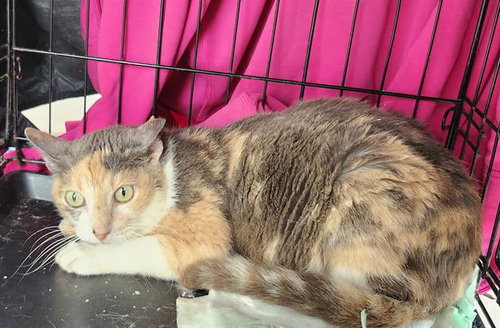 MARGAUX, Adult Domestic Short Hair (medium coat), cat for adoption in San Antonio, Texas