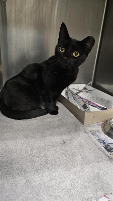 NORA, Adult Domestic Short Hair (medium coat), cat for adoption in San Antonio, Texas