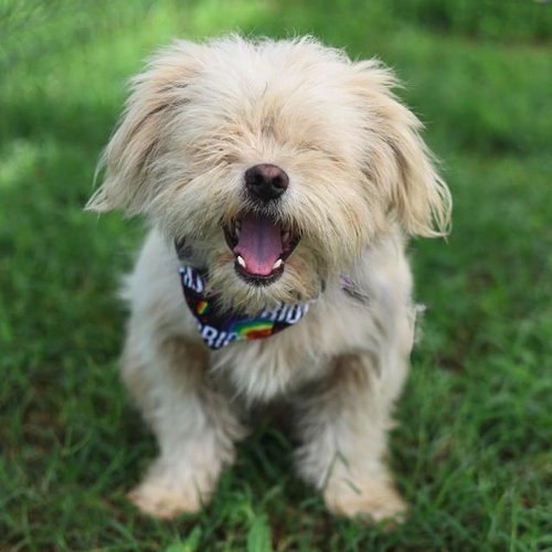 MILO, an adoptable Cairn Terrier in San Antonio, TX