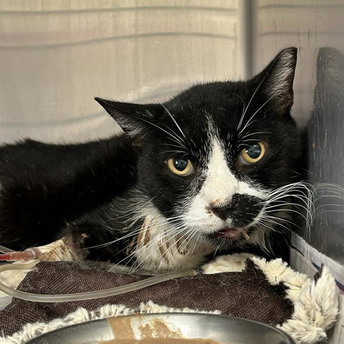MOOCHIE, Adult Domestic Short Hair (medium coat), cat for adoption in San Antonio, Texas