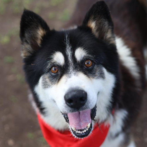CHIP, an adoptable Alaskan Malamute in San Antonio, TX