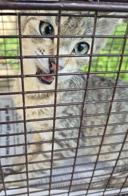 DAKOTA, Baby Domestic Short Hair (medium coat), cat for adoption in San Antonio, Texas