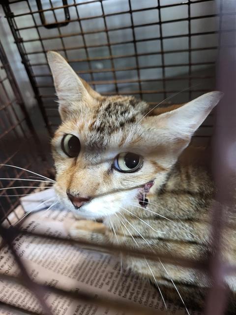 BUTTERSCOTCH, Young Domestic Short Hair (medium coat), cat for adoption in San Antonio, Texas