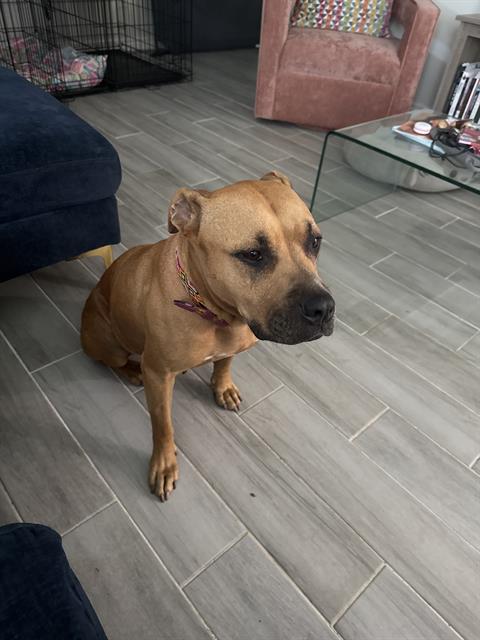 CANELA