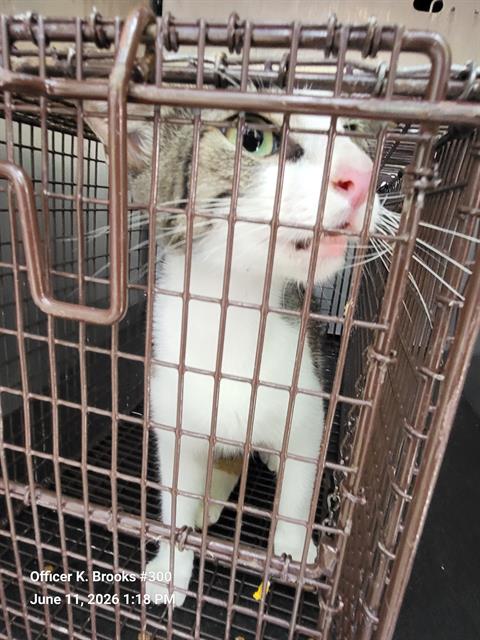A812216, Young Domestic Short Hair (medium coat), cat for adoption in San Antonio, Texas