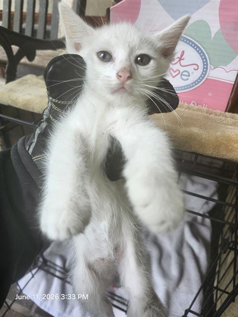 SNOWBALL